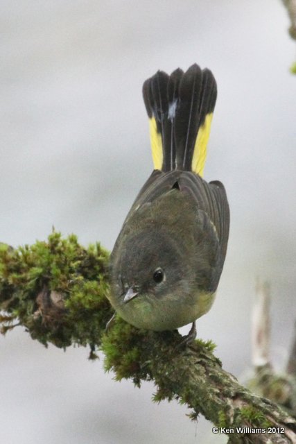 American Redstart, Hyder, AK, 7-31-12, Ja_21027.jpg