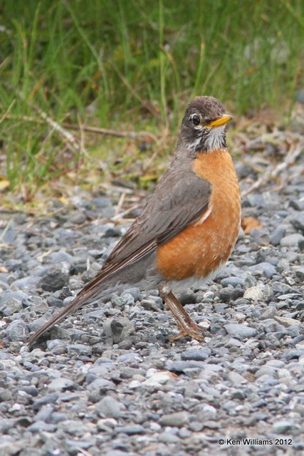 American Robin female, W. Whittier, AK, 6-10-12, Ja_16010.jpg