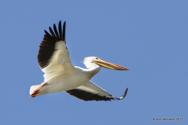 American White Pelican, Shelby area, Park Co, Montana, 6-28-12, Ja_12228.jpg