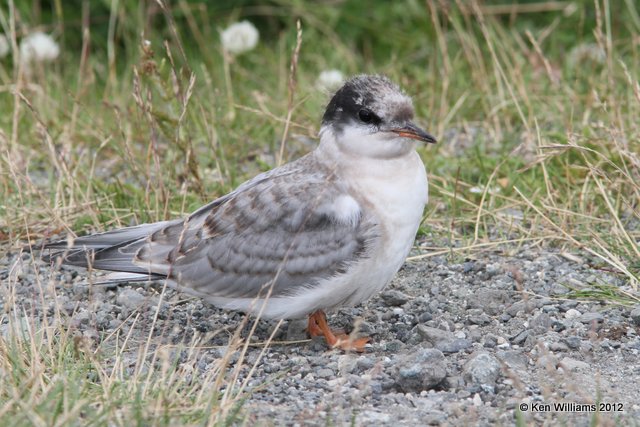 Arctic Tern juvenile, Potter Marsh, Anchorage, AK, 7-7-12, Ja_14889.jpg