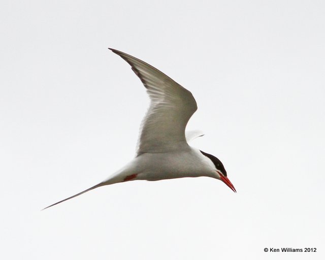 Arctic Tern, Potter Marsh, Anchorage, AK, 7-7-12, Ja2_14915.jpg