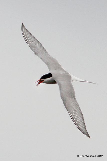 Arctic Tern, Potter Marsh, Anchorage, AK, 7-7-12, Ja_14669.jpg