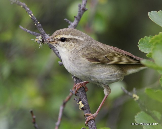 Arctic Warbler, Denali Highway, AK, 7-20-12, Ja_17807.jpg