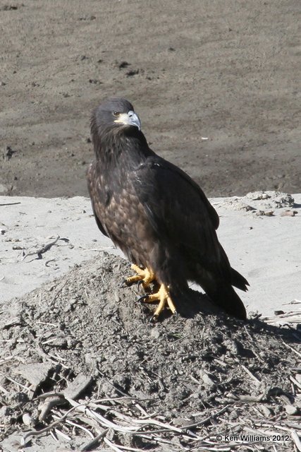 Bald Eagle - juvenile, near Cache Creek, BC, 8-3-12, Ja_21339.jpg