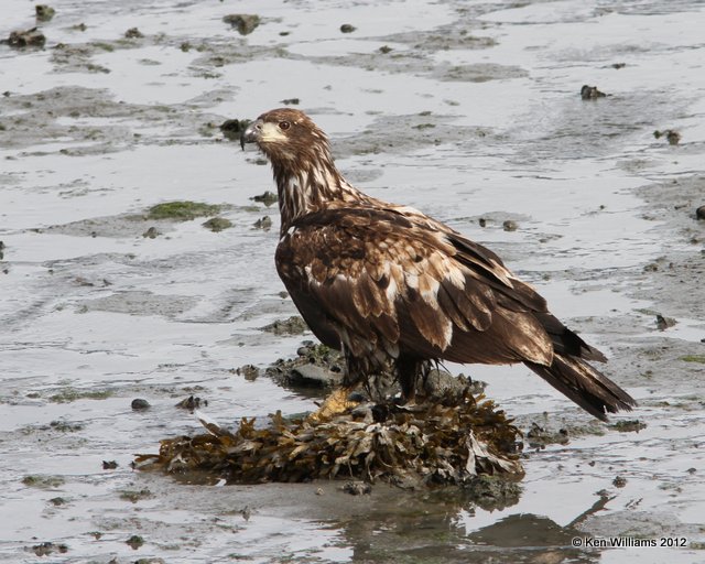 Bald Eagle - juvenile, Valdez, AK, 7-6-12, Ja_14462.jpg