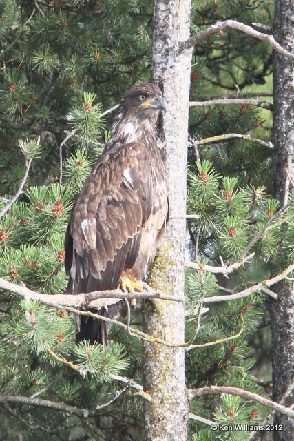 Bald Eagle 2nd year, Dease Lake, BC, 7-30-12, Ja_20705.jpg