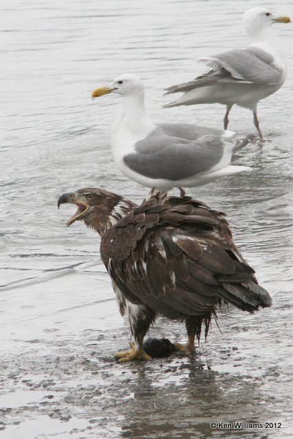 Bald Eagle 2nd year, Glaucous-winged Gulls in back, Valdez, AK, 7-5-12, Ja_14276.jpg