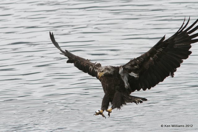 Bald Eagle 3rd year, Valdez, AK, 7-5-12, Ja_14184.jpg