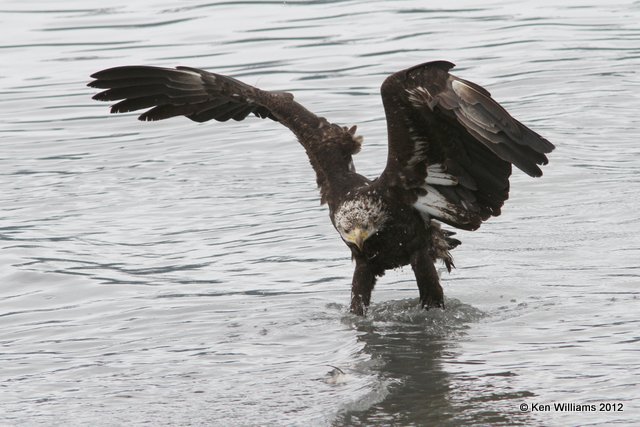 Bald Eagle 3rd year, Valdez, AK, 7-5-12, Ja_14185.jpg