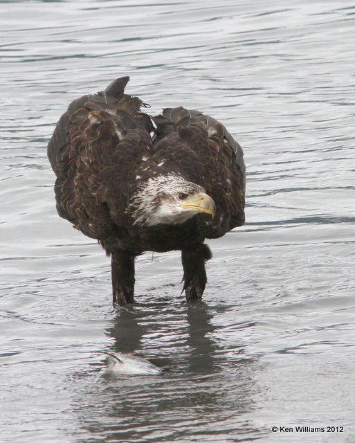 Bald Eagle 3rd year, Valdez, AK, 7-5-12, Ja_14186.jpg