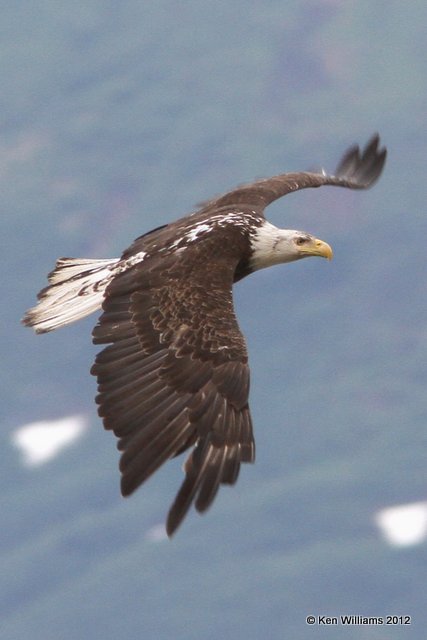 Bald Eagle 4th year, Valdez, AK, 7-5-12, Ja2_14289.jpg