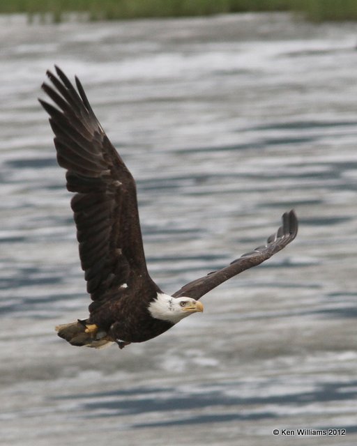 Bald Eagle 4th year, Valdez, AK, 7-5-12, Ja_14381.jpg