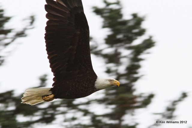 Bald Eagle adult flying, Valdez, AK, 7-5-12, Ja_14227.jpg
