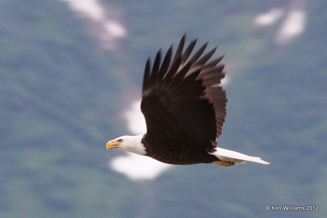 Bald Eagle adult flying, Valdez, AK, 7-5-12, Ja_14233.jpg