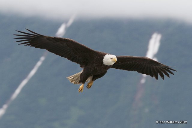 Bald Eagle adult flying, Valdez, AK, 7-5-12, Ja_14347.jpg