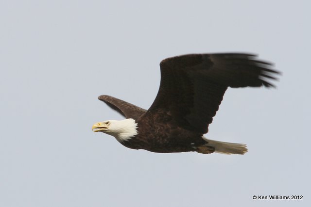 Bald Eagle adult flying, Valdez, AK, 7-6-12, Ja_14463.jpg