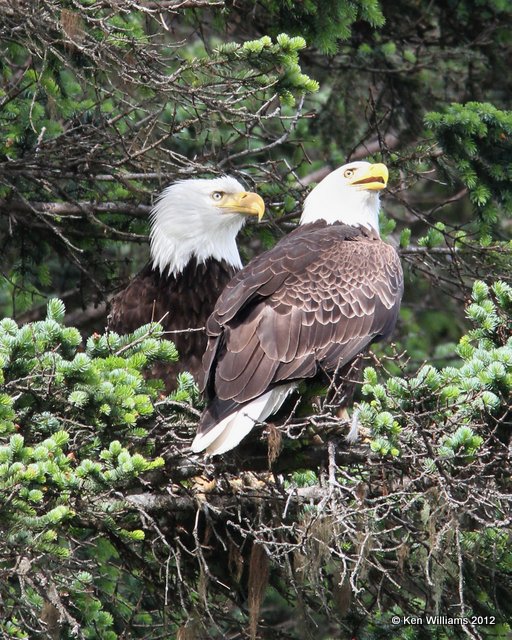 Bald Eagle adult, Valdez, AK, 7-6-12, Ja_14415.jpg