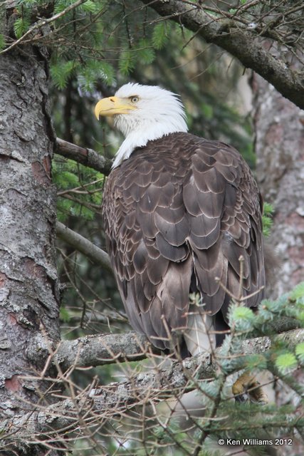 Bald Eagle adult, Valdez, AK, 7-6-12, Ja_14480.jpg