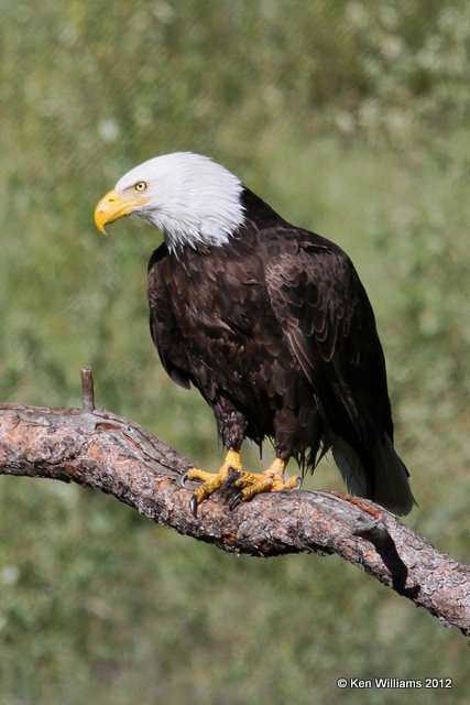 Bald Eagle adult, near Cache Creek, BC, 8-3-12, Ja_21365.jpg