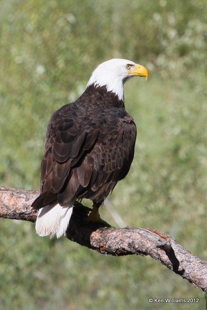 Bald Eagle adult, near Cache Creek, BC, 8-3-12, Ja_21372.jpg