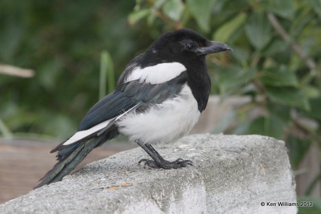 Black-billed Magpie, Ship Creek,  Anchorage, AK, 7-12-12, Ja_16575.jpg