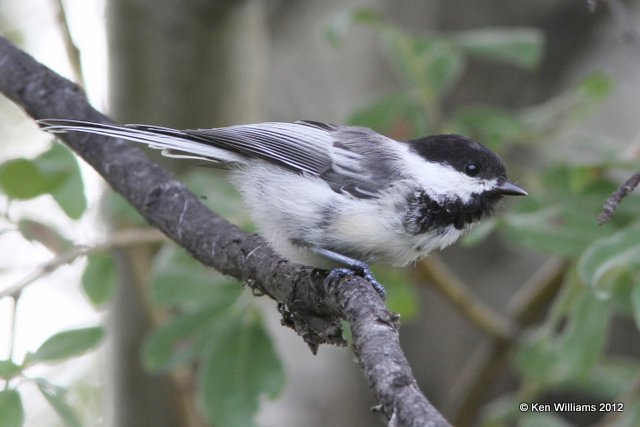 Black-capped Chickadee, Creamer Fields, Fairbanks, AK, 7-25-12, Ja_19158.jpg