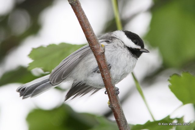 Black-capped Chickadee, Homer Spit, AK, 6-10-12, Ja_16125.jpg