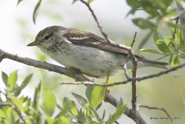 Blackpoll Warbler female, Lake Louise, AK, 7-6-12, Ja_14537.jpg