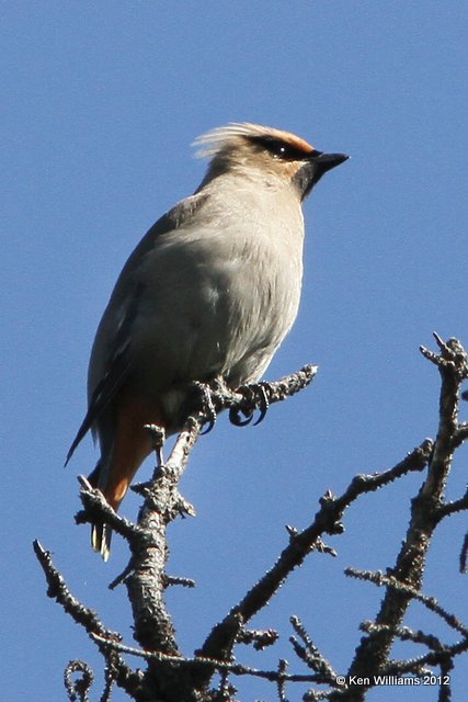 Bohemian Waxwing, Teslin, YT, 7-29-12, Ja_20134.jpg