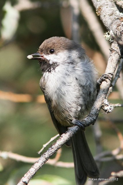 Boreal Chickadee, Creamer Fields, Fairbanks, AK, 7-26-12, Ja_19497.jpg