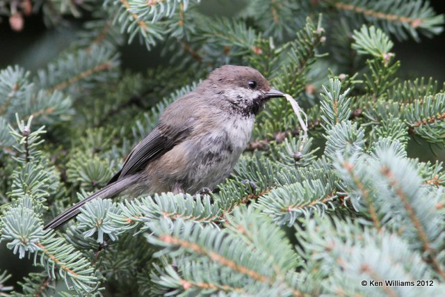 Boreal Chickadee, Fairbanks, AK, 7-24-12, Ja_18951.jpg