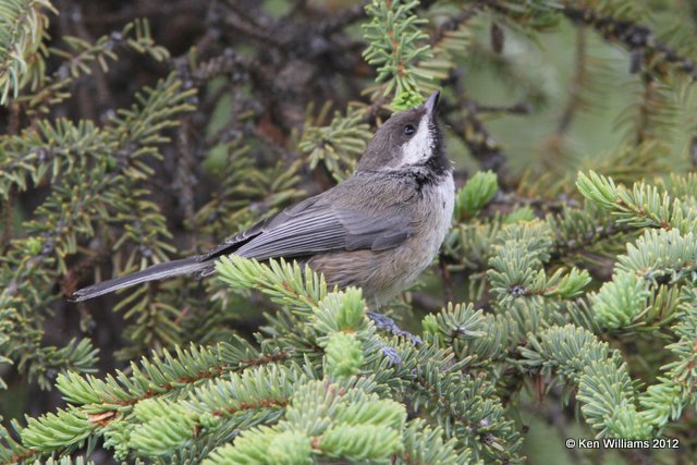 Boreal Chickadee, Lake Louise, AK, 7-6-12, Ja_14631.jpg