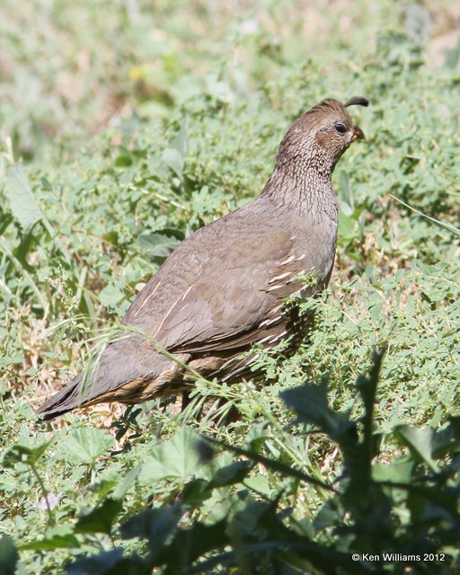 California Quail hen, Osoyoos, BC, 8-3-12, Ja_21431.jpg