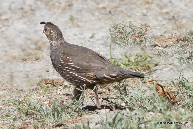 California Quail hen, Osoyoos, BC, 8-3-12, Ja_21446.jpg