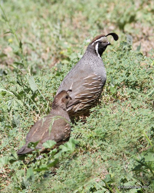 California Quail, Osoyoos, BC, 8-3-12, Ja_21428.jpg