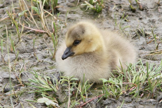 Canada Goose - Lesser gosling, Potter Marsh, Anchorage, AK, 7-7-12, Ja_14761.jpg