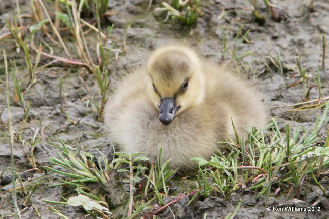 Canada Goose - Lesser gosling, Potter Marsh, Anchorage, AK, 7-7-12, Ja_14763.jpg
