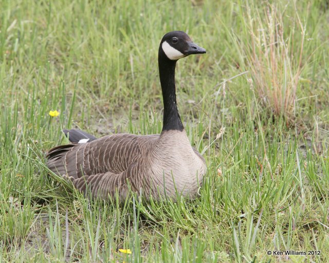 Canada Goose - Lesser, Potter Marsh, Anchorage, AK, 7-7-12, Ja _14766.jpg