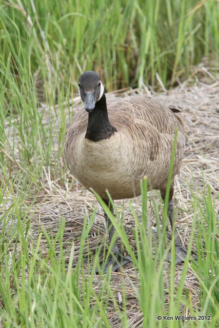 Canada Goose - Lesser, Potter Marsh, Anchorage, AK, 7-7-12, Ja _14781.jpg