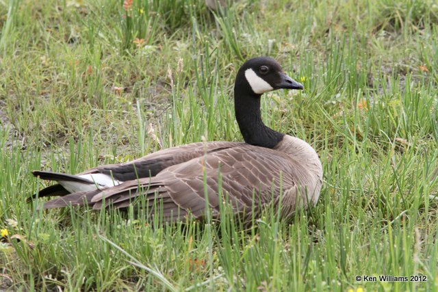 Canada Goose - Lesser, Potter Marsh, Anchorage, AK, 7-7-12, Ja_14741.jpg