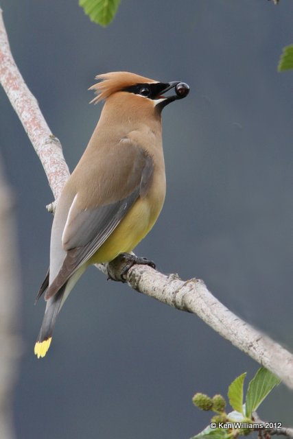 Cedar Waxwing, W. Jasper, AB, 6-30-12, Ja2_12625.jpg