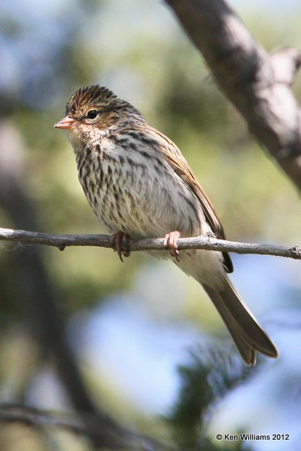 Chipping Sparrow fledgling, Teslin, YT, 7-29-12, Ja_20206.jpg