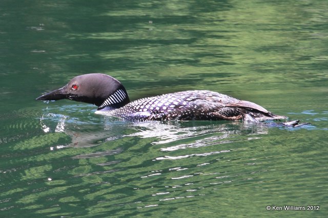 Common Loon, Merritt, BC, 8-3-12, Ja_21383.jpg