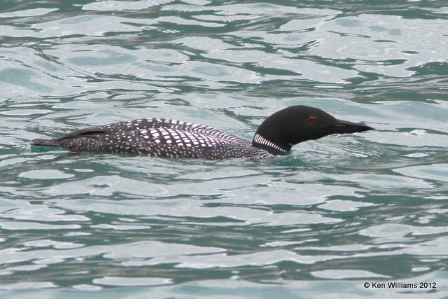 Common Loon, W. Toad River, BC, 7-2-12, Ja_13030.jpg