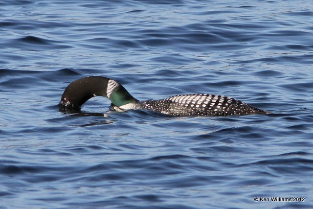 Common Loon, banding station, Teslin, YT, 7-29-12, Ja_20096.jpg