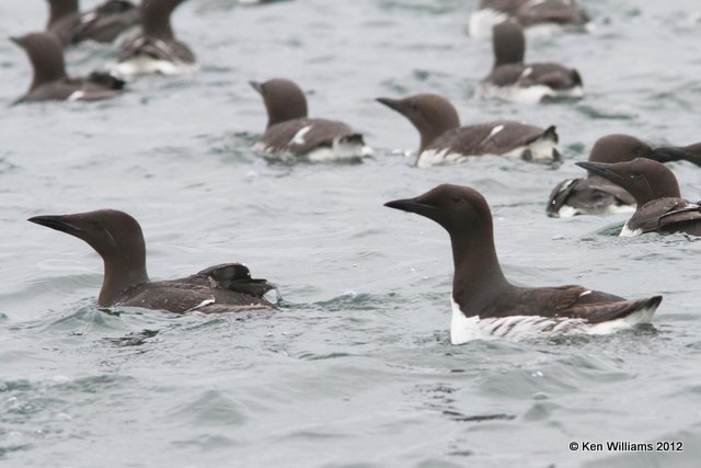 Common Murre, Gull Island, Homer, AK, 7-11-12, Ja_16446.jpg