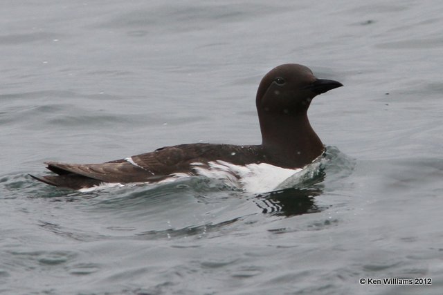 Common Murre, Gull Island, Homer, AK, 7-11-12, Ja_16454.jpg