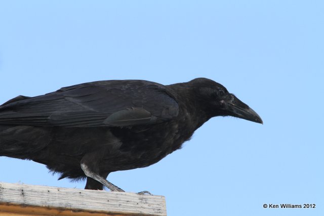 Common Raven juvenile, Coal Mine Campground, Yukon River, Canada, 7-3-12, J_13773.jpg