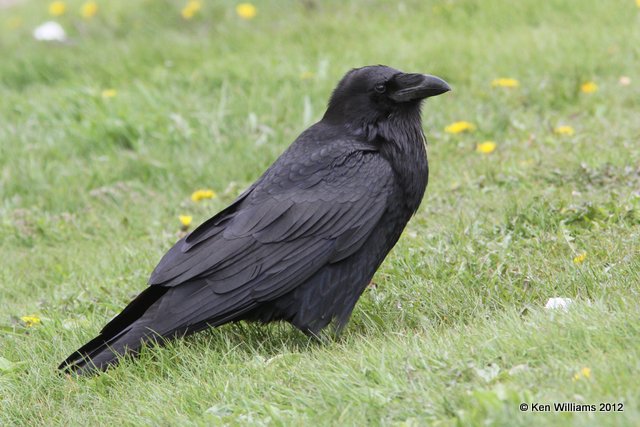 Common Raven, Banff Park, Canada, 6-29-12, Ja_12443.jpg