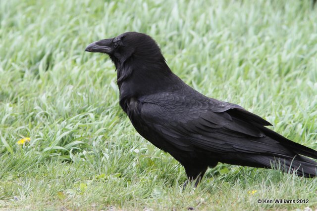 Common Raven, Banff Park, Canada, 6-29-12, Ja_12454.jpg